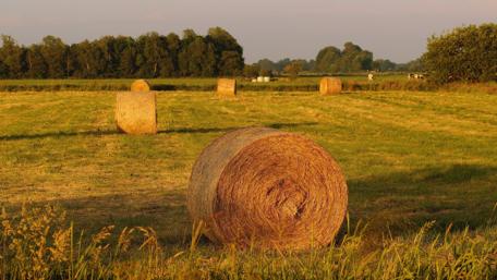 Golden Hay Bales Under the Evening Sun wallpaper