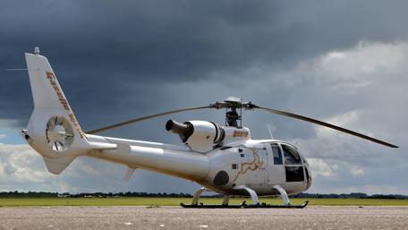 White Gazelle on the Runway in 4K Clarity wallpaper
