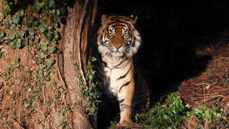 Tiger Emerging from the Shadows wallpaper
