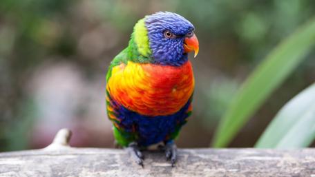Colorful Parrot in Vibrant 4K wallpaper
