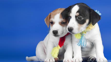 Adorable Puppies on Vibrant Background wallpaper