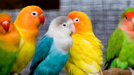 Colorful Lovebirds Gathered Together in Harmony wallpaper