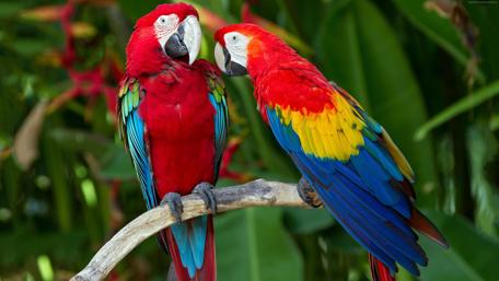 Vibrant Macaws on a Perch wallpaper