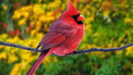 Bright Red Cardinal on a Twig wallpaper