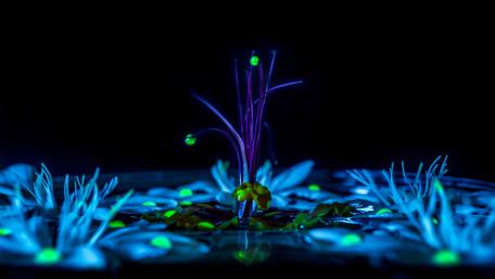 Neon Flora in Darkness wallpaper