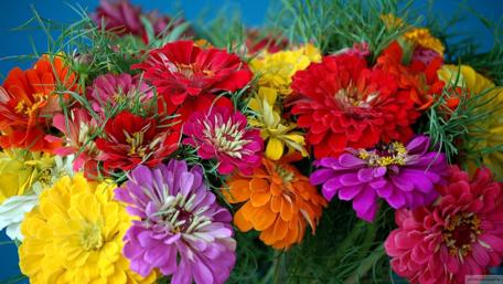 Vibrant Floral Explosion in Full Bloom wallpaper