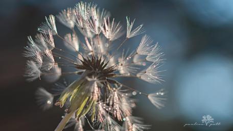 Delicate Beauty of a Dandelion Fluffing in the Light wallpaper