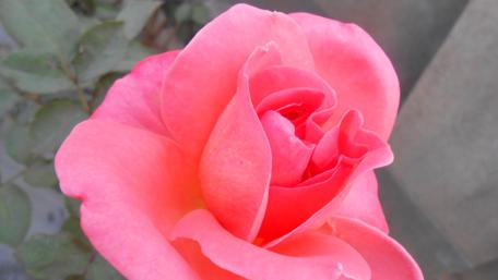 Vibrant Pink Rose Blossom in Full Bloom wallpaper