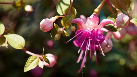 Vibrant Pink Blossom Garden Beauty wallpaper
