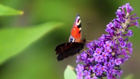 Nature's Colorful Dance of Summer Butterflies wallpaper
