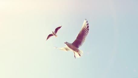 Soaring Birds in the Sky wallpaper