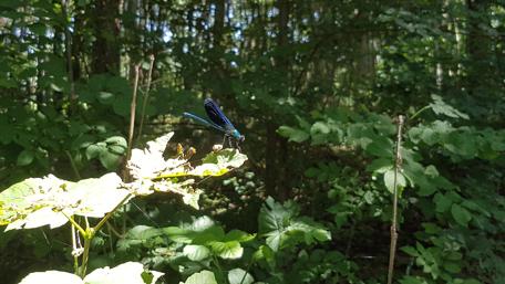 Serene Dragonfly in Forest Setting wallpaper