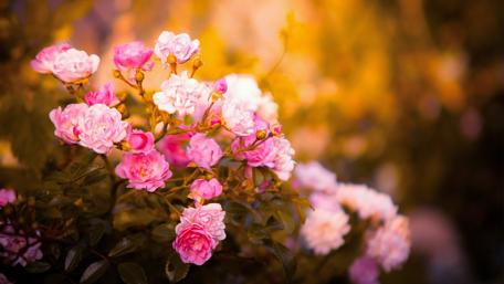 Elegant Pink Roses in Blooming Garden Scene wallpaper