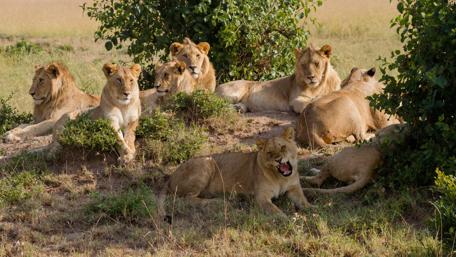 Majestic Lions Resting Together in Nature wallpaper