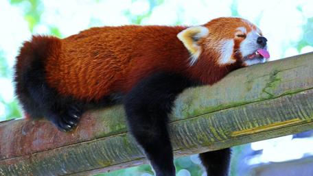 Sleeping Red Cat Bear wallpaper