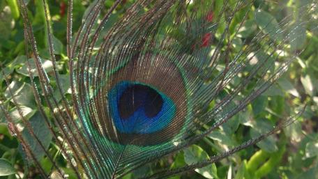 Vibrant Peacock Feather Displaying Nature's Splendor wallpaper