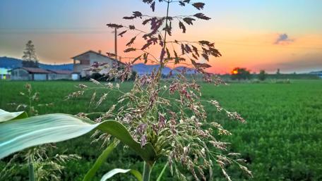 Serene Sunset Over Fields with Vibrant Flora wallpaper