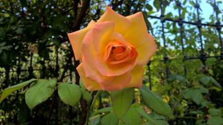Vibrant Orange Rose in Full Bloom wallpaper