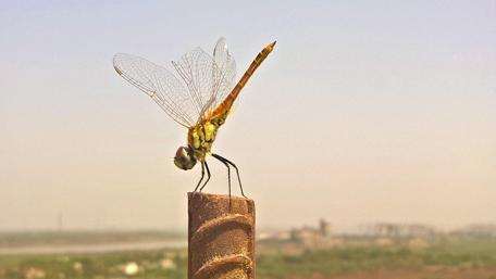 Graceful Dragonfly on a Vertical Post wallpaper