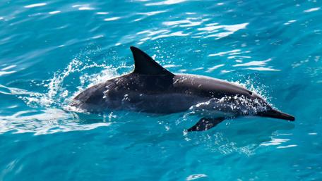Graceful Dolphin Swimming in Crystal Clear Waters wallpaper