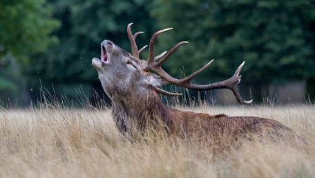 Majestic Stag in Nature's Embrace wallpaper