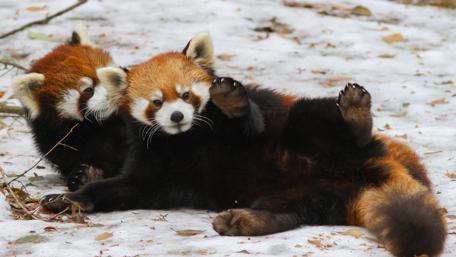 Playful Red Panda Duo Having Fun in Snowy Wonderland wallpaper