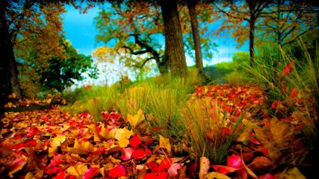 Autumn's Colorful Embrace in the Forest wallpaper