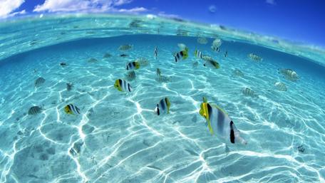 Tropical Fish Paradise Underwater wallpaper