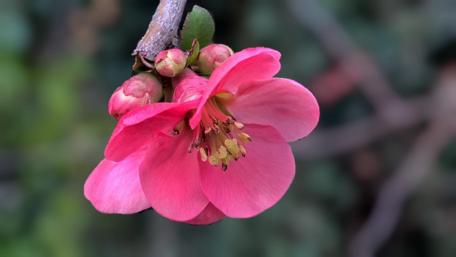 Delicate Pink Blossom in Bloom wallpaper