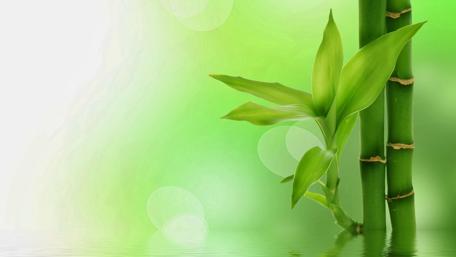 Tranquil Bamboo Oasis wallpaper