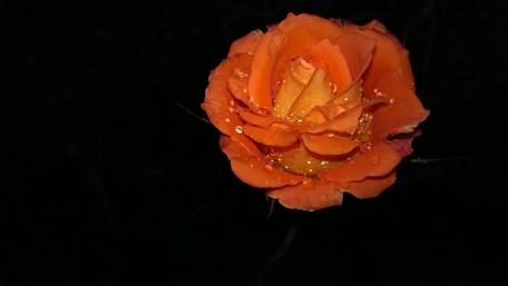 Vibrant Orange Rose with Dew Drops wallpaper