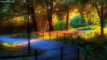 Enchanting Forest Pathway at Dusk wallpaper