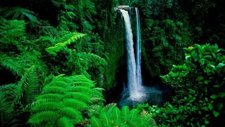 Majestic Waterfall Oasis in Lush Greenery wallpaper