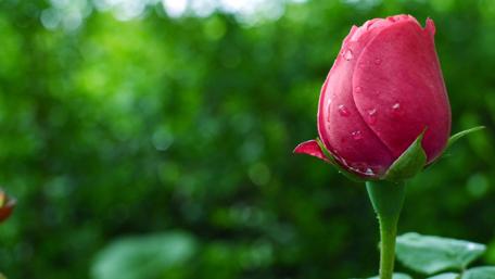 Lone Red Rose Bud Glistening with Dew wallpaper