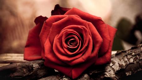 Elegant Red Rose in Soft Focus wallpaper