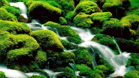 Tranquil Stream Flowing Through Lush Greenery wallpaper