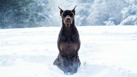 Majestic Doberman Racing Through Winter Wonderland wallpaper