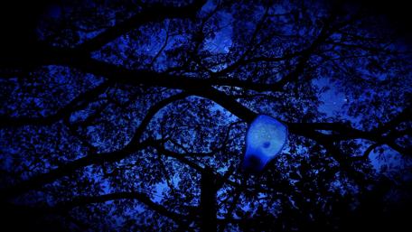 Mystical Blue Night Under the Trees wallpaper