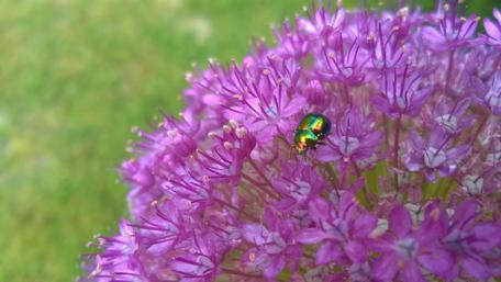 Vibrant Bug on Purple Blooming Flower wallpaper