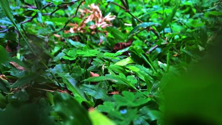 Lush Greenery in Nature's Embrace wallpaper