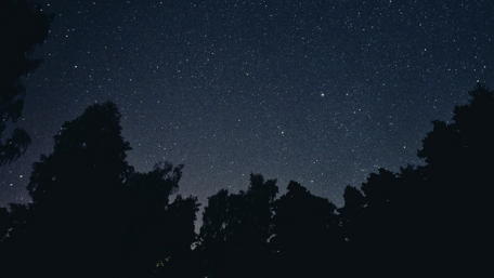 Majestic Night Sky Over Forest Silhouette wallpaper