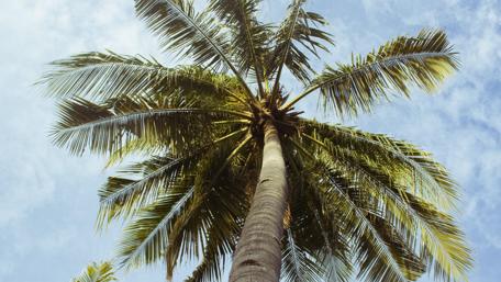 Tropical Serenity Above A Palm Canopy wallpaper