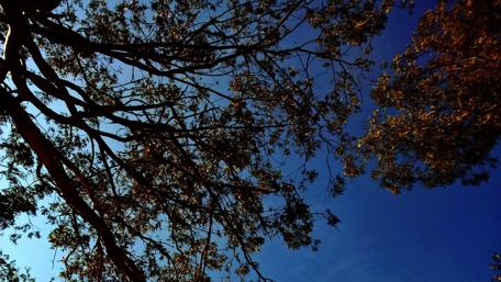 Tranquil Trees Against Clear Sky wallpaper