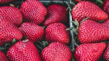 Juicy Strawberries in Abundance wallpaper