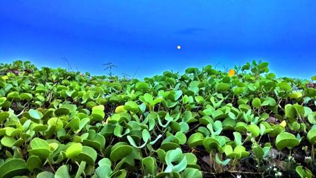 Lush Greenery Under a Blue Sky wallpaper