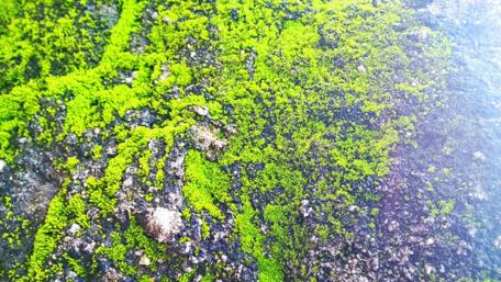 Vibrant Green Moss on Rocky Surface wallpaper