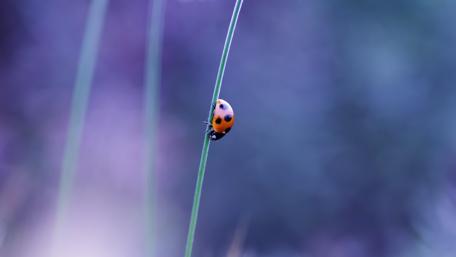 Ladybird on Blade of Grass wallpaper