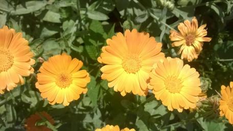 Vibrant Orange Blossoms in Nature's Embrace wallpaper