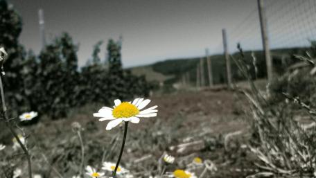 Charming Daisy on a Sunny Meadow wallpaper