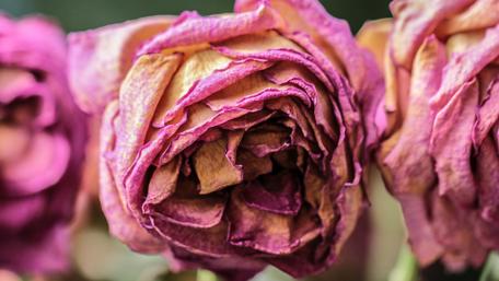 Fading Elegance of Pink Roses wallpaper